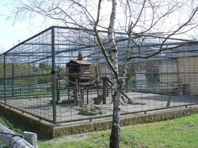 Macaque de Barbarie - 2005