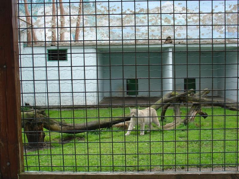 Lynx