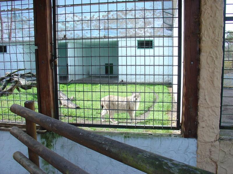 Lynx