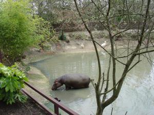 Hippopotame amphibie