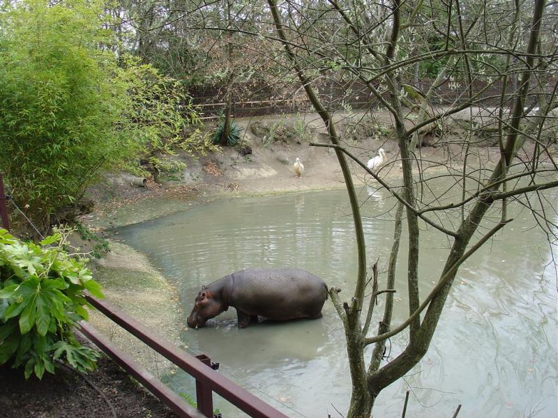 Hippopotame amphibie
