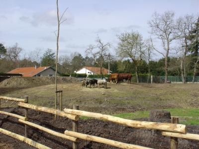 Boeuf Watussi - 2005