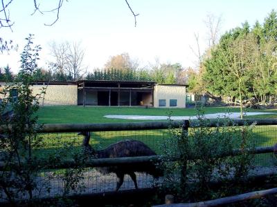 Wallaby de Bennett - Emeu - 2005