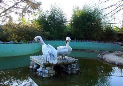 Pélican frisé - 2005