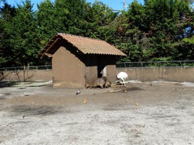 Capybara - Nandou - 2017