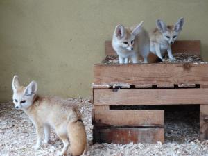Fennec LaT 17 DSC08659