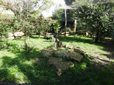 Panthère des neiges - 2017