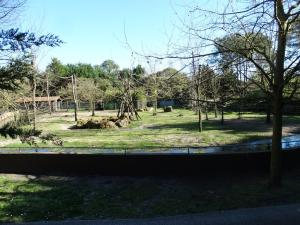Tapir malais