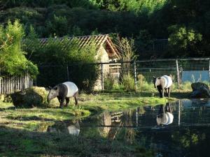 Tapir malais