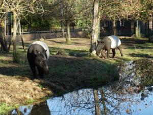 Tapir malais