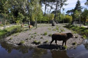 Tapir terrestre