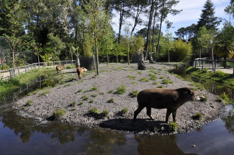 Tapir terrestre