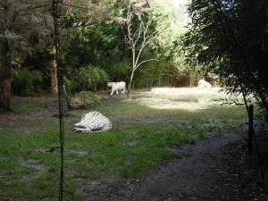 Tigre blanc LaT 18 DSCN2587