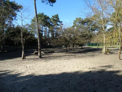 Wallaby de Bennett - Emeu - 2017