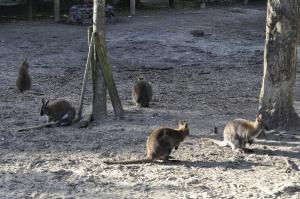 Wallaby de Bennett