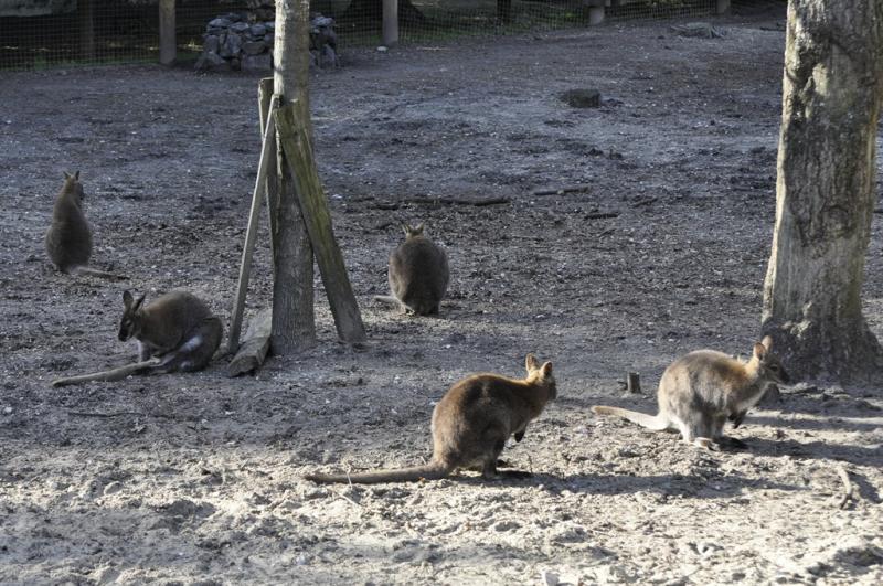 Wallaby de Bennett