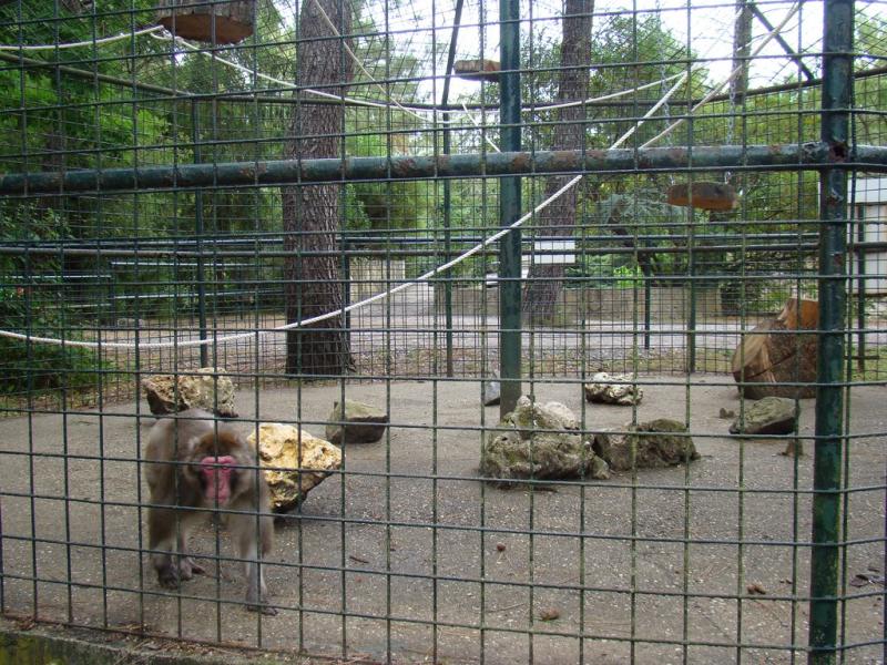 Macaque de Barbarie