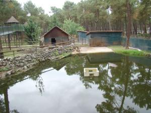 Hippopotame amphibie