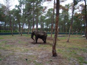 Eléphant d'Afrique