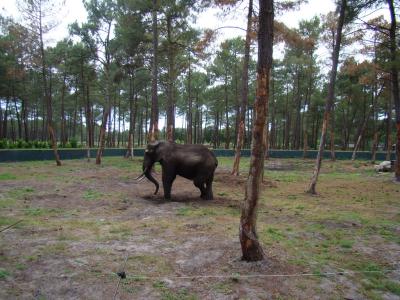 Eléphant d'Afrique - 2008