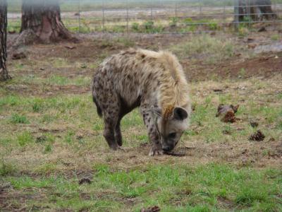 Hyène tachetée - 2008