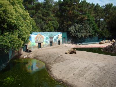 Ours noir - Ours brun - 2008