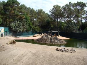 Ours noir - Ours brun