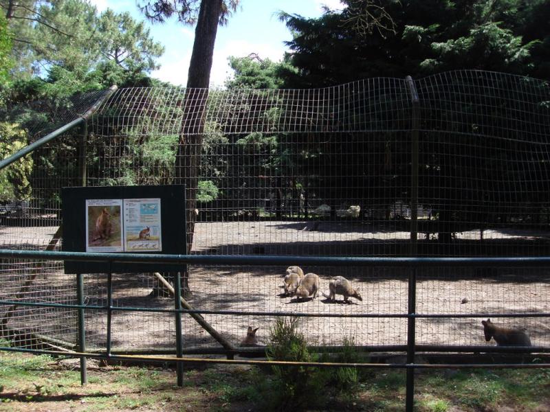 Wallaby de Bennett