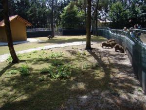 Capybara