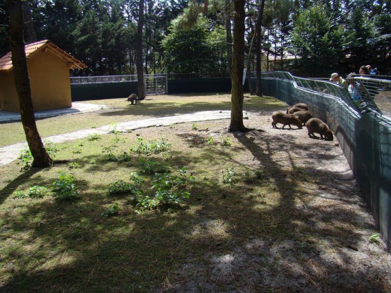 Capybara