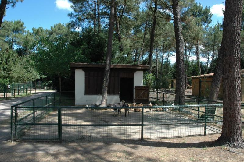 Chèvre naine