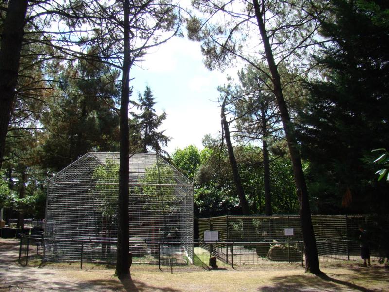 Panthère