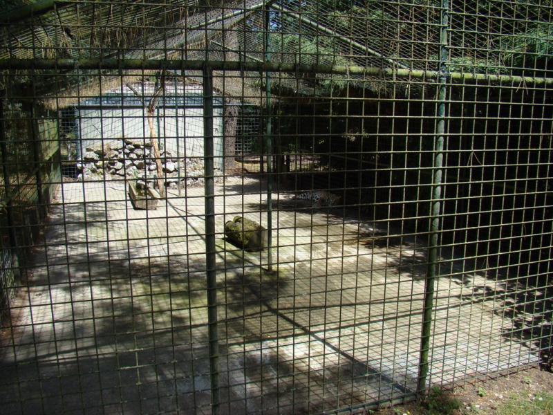 Panthère