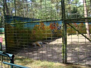 Tigre