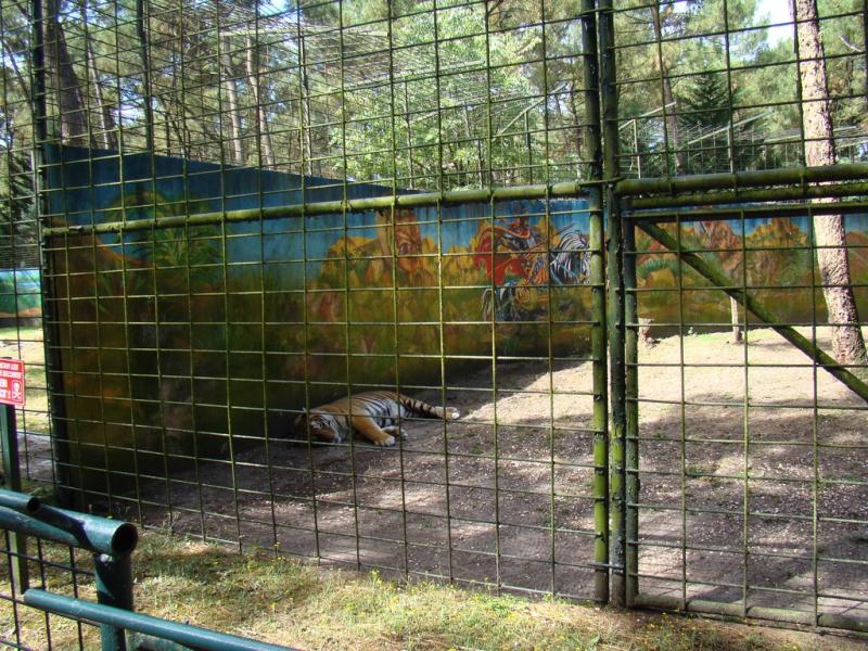 Tigre
