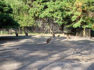Wallaby de Bennett