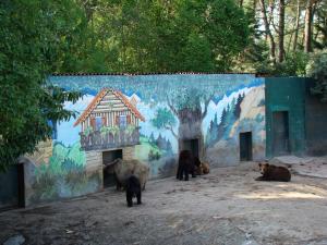 Ours noir - Ours brun