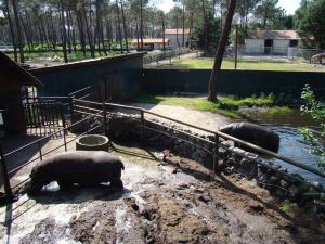 Hippopotame amphibie