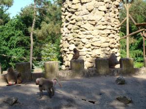 Hamadryas