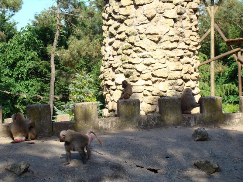 Hamadryas