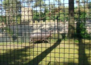Hippopotame pygmée