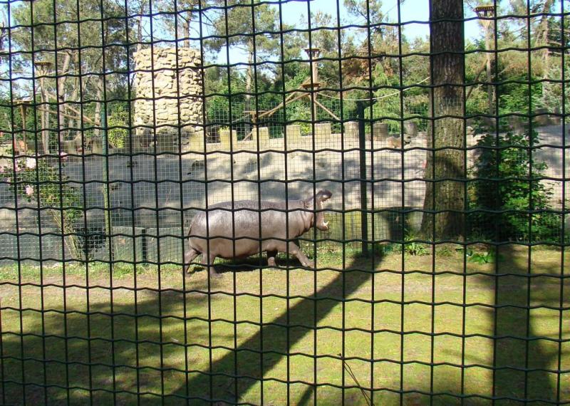 Hippopotame pygmée