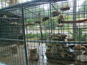 Coati roux