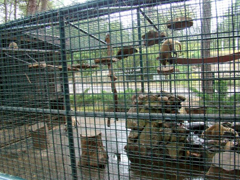 Coati roux
