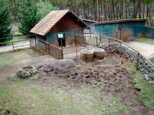 Hippopotame amphibie