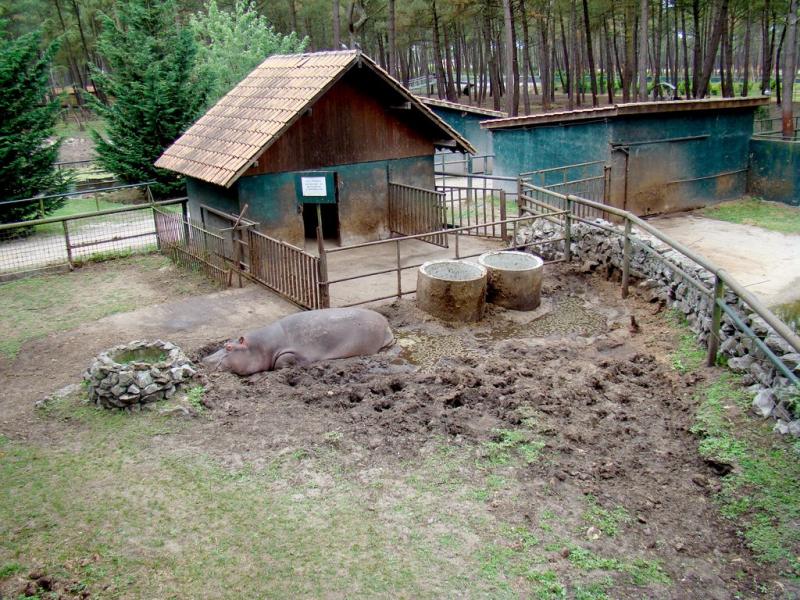 Hippopotame amphibie