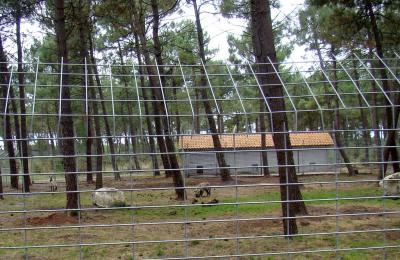 Hyène tachetée - 2008