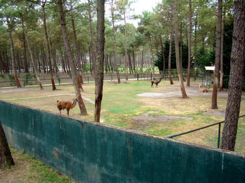 Lama