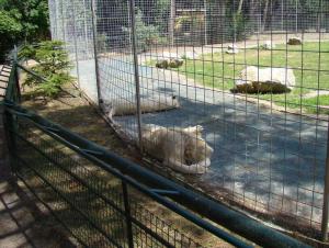 Lion blanc
