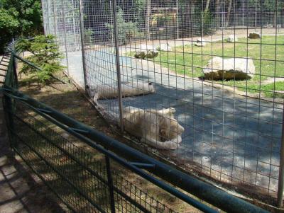Lion blanc - 2008